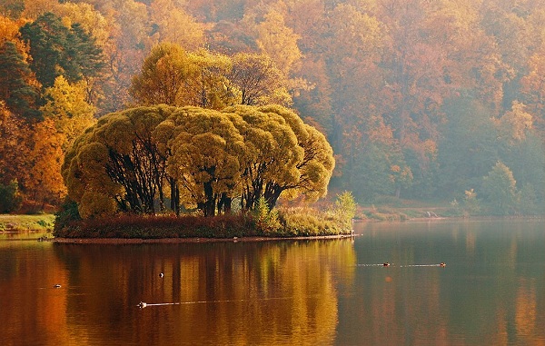 картина Осенний островок